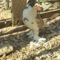 کبوتر بادکنکی درشت پاپر نر معاوضه با مرغ تخمگذار