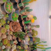 فروش کاکتوس به دلیل جابه جایی باقیمتای مختلف|گل و گیاه طبیعی|تهران, مسعودیه|دیوار