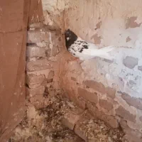 کله سیاه هوایی ب ضمانت|پرنده|تربتحیدریه, آسایش|دیوار