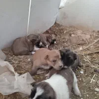 توله سگ ماده