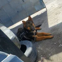 سگ ژرمن