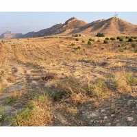 فروش زمین باغی روستای|فروش زمین و ملک کلنگی|دوگنبدان, |دیوار