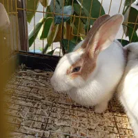 انواع خرگوش