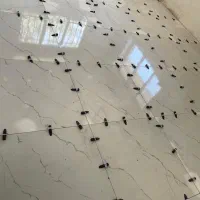 کاشیکار