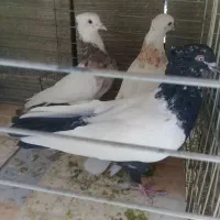 کبوتر شکار|پرنده|اصفهان, شفق|دیوار
