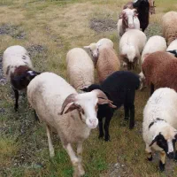 گوسفند نر ماده برای قرلانی