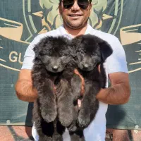 ژرمن بلک BLAK توله میکروچیپ دار|سگ|تهران, پیکان شهر|دیوار