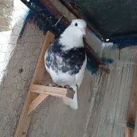 کبوتر یا کبوتر طوقی و کله سار