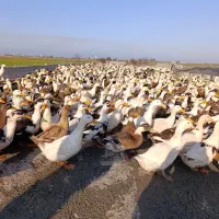 فروش اردک شالیزار|حیوانات مزرعه|بهنمیر, |دیوار