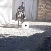 الاغ نر ۶ ساله