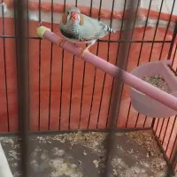 فنچ کینگ|پرنده|تهران, یافت‌آباد|دیوار