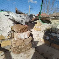 کبوتر هفت رنگ|پرنده|بوئین زهرا, |دیوار