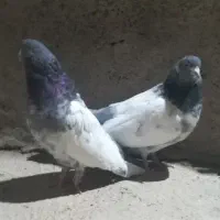 کله دم سبز قدیم درشت وکشیده|پرنده|لالجین, |دیوار