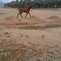 مادیان|حیوانات مزرعه|وحدتیه, |دیوار