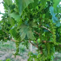 باغ|فروش دفتر صنعتی، کشاورزی، تجاری|ملایر, |دیوار