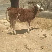 دو راس گوساله ماده