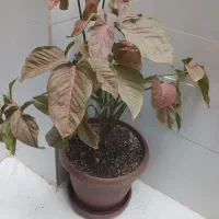 گل سینگونیوم قرمزارتفاع۷۰