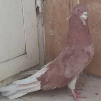 یتعدادسهره،سهرقناری،قناری،کفتر،سه مرغ فانتزی بقیمت