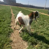 فروش پازن چپش دوبرو و یک میش بختیاری ملحه سوز|حیوانات مزرعه|بانش, |دیوار