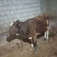 گوساله ماده|حیوانات مزرعه|کوراییم, |دیوار
