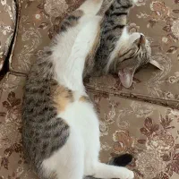 گربه گمشده|حیوانات|اصفهان, بهارستان|دیوار