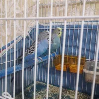 مرغ عشق اماده اماده|پرنده|دوگنبدان, |دیوار