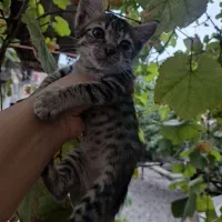 واگذاری گربه