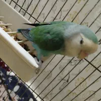 یک عدد طوطی برزیلی