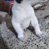 لا عکس ها مادرش|سگ|چابهار, |دیوار