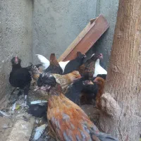 نوچه رسمی|حیوانات مزرعه|کهک, |دیوار