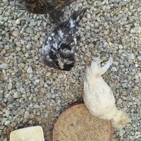 فروش جوجه|پرنده|سمیرم, |دیوار