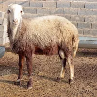 بره قوچی|حیوانات مزرعه|انبارآلوم, |دیوار