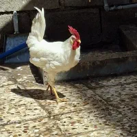 مرغ محلی با جوجه و خروس