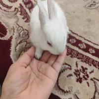 خرگوش