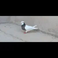 کفتر|پرنده|شیراز, شاهچراغ|دیوار