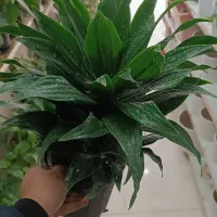 گل کامپکت آناناسی / هدیه ماندگار و خوش قیمت|گل و گیاه طبیعی|اصفهان, درب سیبه علیا|دیوار