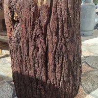 صندلی تنه درخت