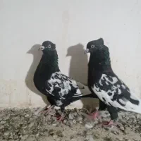 کبوتر رنگی شهرستانی چادری سینه سیاه|پرنده|کرج, ملک‌آباد|دیوار