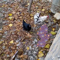 مرغ خانگی سیاه