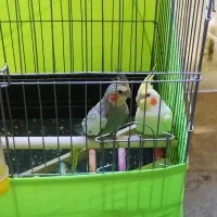 عروس هلندی