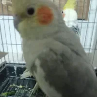 عروس هلندی مولد