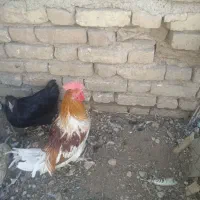 مرغ و خروس|حیوانات مزرعه|شیراز, گویم|دیوار