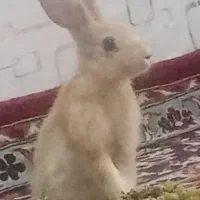 خرگوش