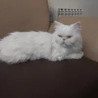 گربه|گربه|تهران, هفت حوض|دیوار