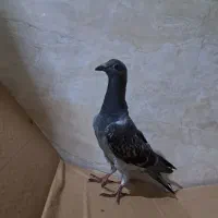 جوجه پلاکی