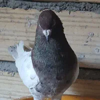 کبوتر