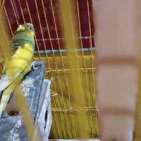 مرغ عشق ماده شرط تخم گذار|پرنده|سوسنگرد, |دیوار