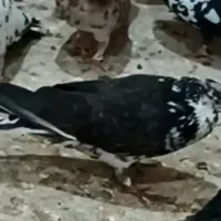 کفتر تهرانی|پرنده|کرج, حصارک پایین|دیوار