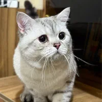 گربه بریتیش اصل یکساله