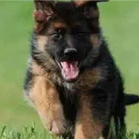 ژرمن شولاین|سگ|لاهیجان, شهرک فرهنگیان|دیوار